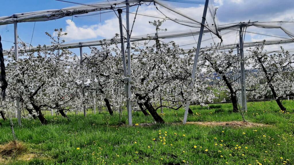 Einen Schirm weniger